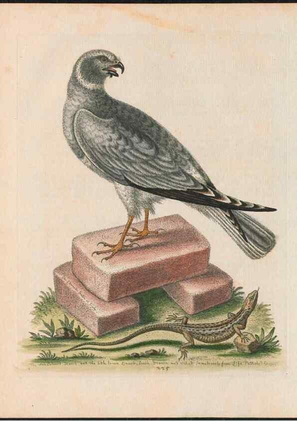 Reproducción/Reproduction 37819698655: Gleanings of natural history, exhibiting figures of quadrupeds, birds, insects, plants &c.... London :Printed for author at the Royal Collage of Physicians,1758-1764.. 