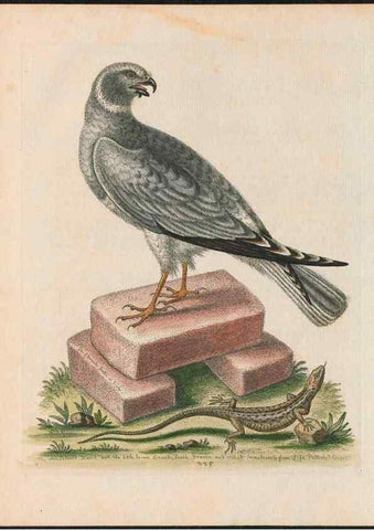 Reproducción/Reproduction 37819698655: Gleanings of natural history, exhibiting figures of quadrupeds, birds, insects, plants &c.... London :Printed for author at the Royal Collage of Physicians,1758-1764.. 