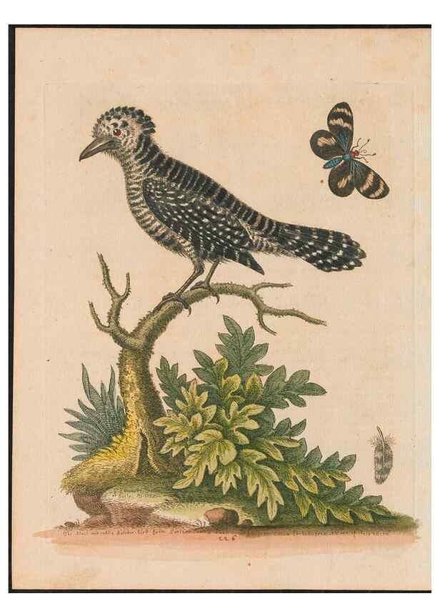 Reproducción/Reproduction 24834608988: Gleanings of natural history, exhibiting figures of quadrupeds, birds, insects, plants &c.... London :Printed for author at the Royal Collage of Physicians,1758-1764.. 
