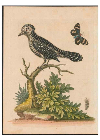 Reproducción/Reproduction 24834608988: Gleanings of natural history, exhibiting figures of quadrupeds, birds, insects, plants &c.... London :Printed for author at the Royal Collage of Physicians,1758-1764.. 