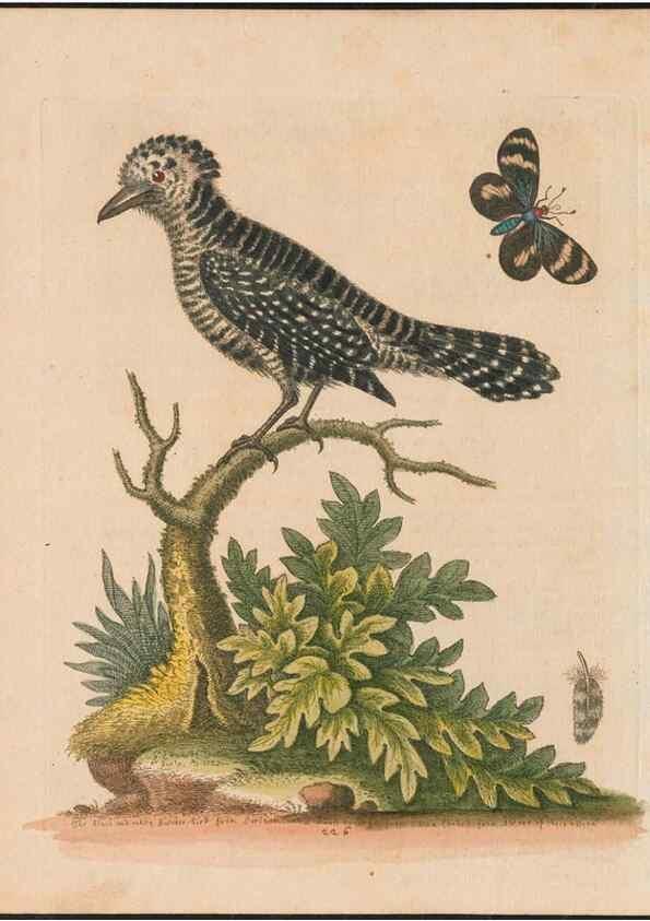 Reproducción/Reproduction 24834608988: Gleanings of natural history, exhibiting figures of quadrupeds, birds, insects, plants &c.... London :Printed for author at the Royal Collage of Physicians,1758-1764.. 