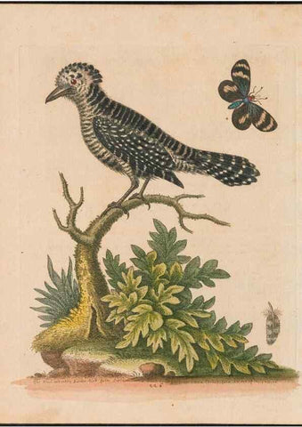 Reproducción/Reproduction 24834608988: Gleanings of natural history, exhibiting figures of quadrupeds, birds, insects, plants &c.... London :Printed for author at the Royal Collage of Physicians,1758-1764.. 