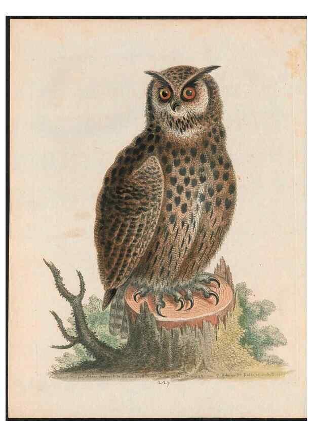 Reproducción/Reproduction 37819707825: Gleanings of natural history, exhibiting figures of quadrupeds, birds, insects, plants &c.... London :Printed for author at the Royal Collage of Physicians,1758-1764.. 