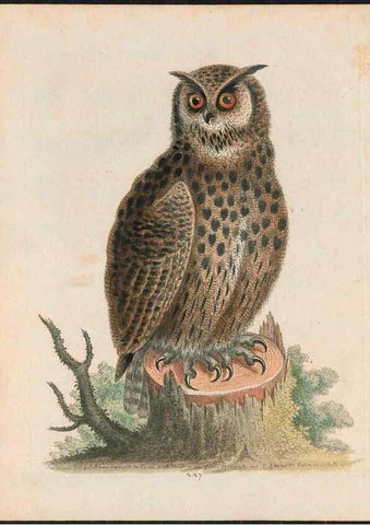 Reproducción/Reproduction 37819707825: Gleanings of natural history, exhibiting figures of quadrupeds, birds, insects, plants &c.... London :Printed for author at the Royal Collage of Physicians,1758-1764.. 