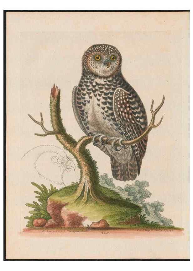 Reproducción/Reproduction 38651626846: Gleanings of natural history, exhibiting figures of quadrupeds, birds, insects, plants &c.... London :Printed for author at the Royal Collage of Physicians,1758-1764.. 