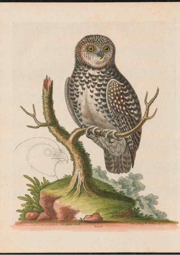 Reproducción/Reproduction 38651626846: Gleanings of natural history, exhibiting figures of quadrupeds, birds, insects, plants &c.... London :Printed for author at the Royal Collage of Physicians,1758-1764.. 