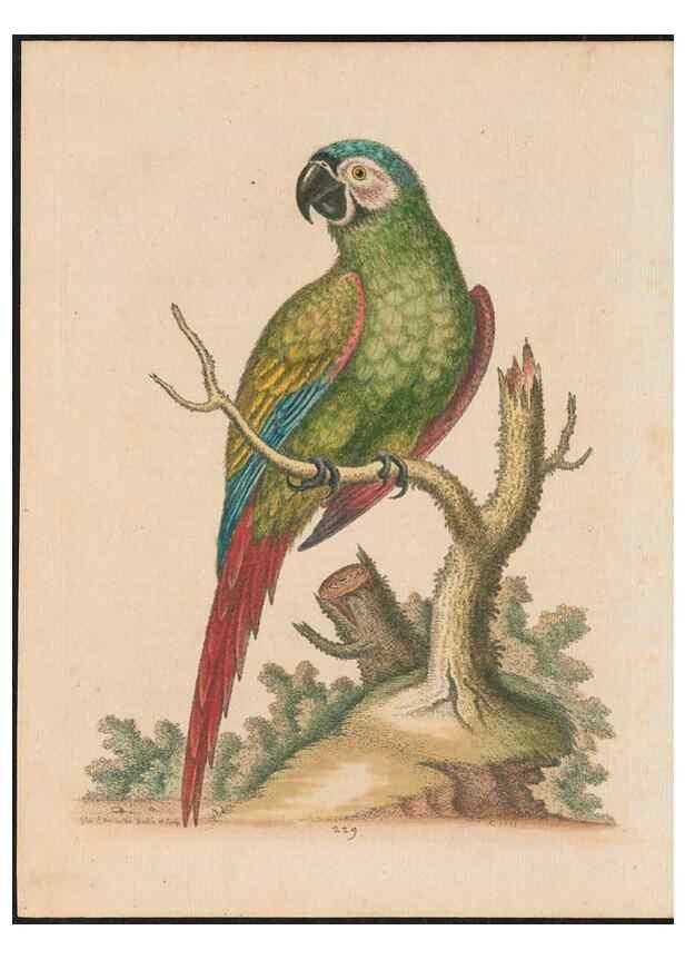 Reproducción/Reproduction 37819715495: Gleanings of natural history, exhibiting figures of quadrupeds, birds, insects, plants &c.... London :Printed for author at the Royal Collage of Physicians,1758-1764.. 