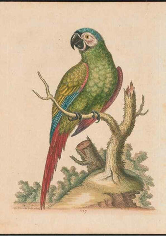 Reproducción/Reproduction 37819715495: Gleanings of natural history, exhibiting figures of quadrupeds, birds, insects, plants &c.... London :Printed for author at the Royal Collage of Physicians,1758-1764.. 