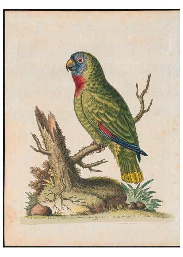 Reproducción/Reproduction 38675041562: Gleanings of natural history, exhibiting figures of quadrupeds, birds, insects, plants &c.... London :Printed for author at the Royal Collage of Physicians,1758-1764.. 