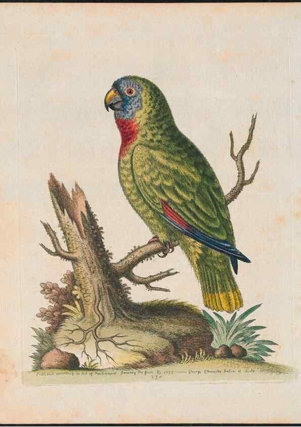 Reproducción/Reproduction 38675041562: Gleanings of natural history, exhibiting figures of quadrupeds, birds, insects, plants &c.... London :Printed for author at the Royal Collage of Physicians,1758-1764.. 