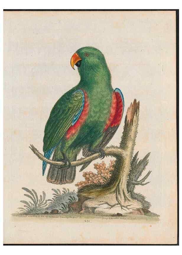 Reproducción/Reproduction 37989811484: Gleanings of natural history, exhibiting figures of quadrupeds, birds, insects, plants &c.... London :Printed for author at the Royal Collage of Physicians,1758-1764.. 