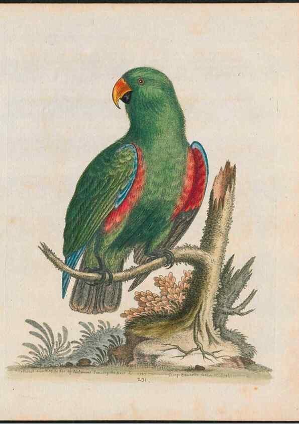 Reproducción/Reproduction 37989811484: Gleanings of natural history, exhibiting figures of quadrupeds, birds, insects, plants &c.... London :Printed for author at the Royal Collage of Physicians,1758-1764.. 