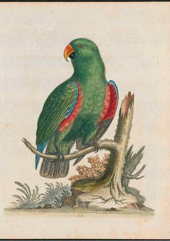 Reproducción/Reproduction 37989811484: Gleanings of natural history, exhibiting figures of quadrupeds, birds, insects, plants &c.... London :Printed for author at the Royal Collage of Physicians,1758-1764.. 