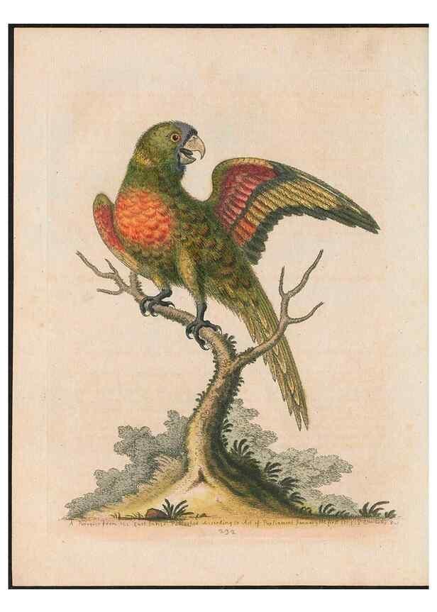 Reproducción/Reproduction 38651631566: Gleanings of natural history, exhibiting figures of quadrupeds, birds, insects, plants &c.... London :Printed for author at the Royal Collage of Physicians,1758-1764.. 