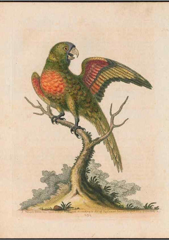 Reproducción/Reproduction 38651631566: Gleanings of natural history, exhibiting figures of quadrupeds, birds, insects, plants &c.... London :Printed for author at the Royal Collage of Physicians,1758-1764.. 