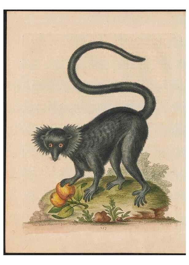 Reproducción/Reproduction 38707273341: Gleanings of natural history, exhibiting figures of quadrupeds, birds, insects, plants &c.... London :Printed for author at the Royal Collage of Physicians,1758-1764.. 