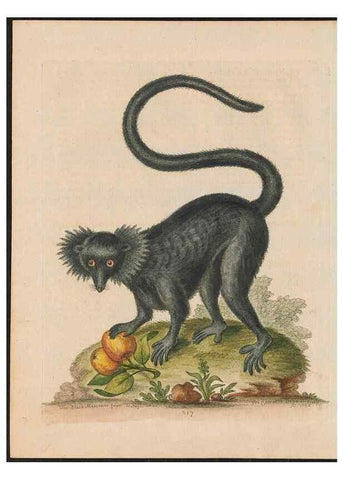 Reproducción/Reproduction 38707273341: Gleanings of natural history, exhibiting figures of quadrupeds, birds, insects, plants &c.... London :Printed for author at the Royal Collage of Physicians,1758-1764.. 