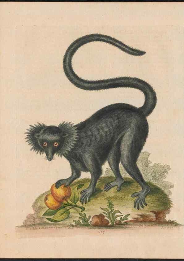 Reproducción/Reproduction 38707273341: Gleanings of natural history, exhibiting figures of quadrupeds, birds, insects, plants &c.... London :Printed for author at the Royal Collage of Physicians,1758-1764.. 