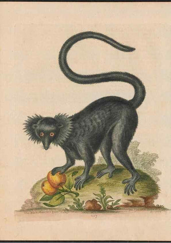 Reproducción/Reproduction 38707273341: Gleanings of natural history, exhibiting figures of quadrupeds, birds, insects, plants &c.... London :Printed for author at the Royal Collage of Physicians,1758-1764.. 