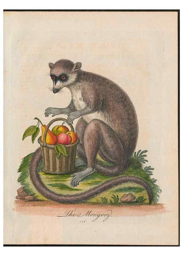 Reproducción/Reproduction 24834574858: Gleanings of natural history, exhibiting figures of quadrupeds, birds, insects, plants &c.... London :Printed for author at the Royal Collage of Physicians,1758-1764.. 