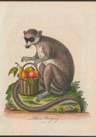 Reproducción/Reproduction 24834574858: Gleanings of natural history, exhibiting figures of quadrupeds, birds, insects, plants &c.... London :Printed for author at the Royal Collage of Physicians,1758-1764.. 