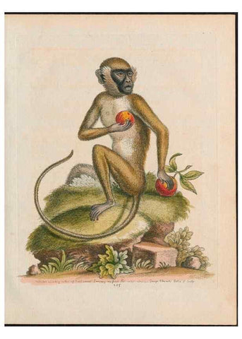 Reproducción/Reproduction 37819664345: Gleanings of natural history, exhibiting figures of quadrupeds, birds, insects, plants &c.... London :Printed for author at the Royal Collage of Physicians,1758-1764.. 