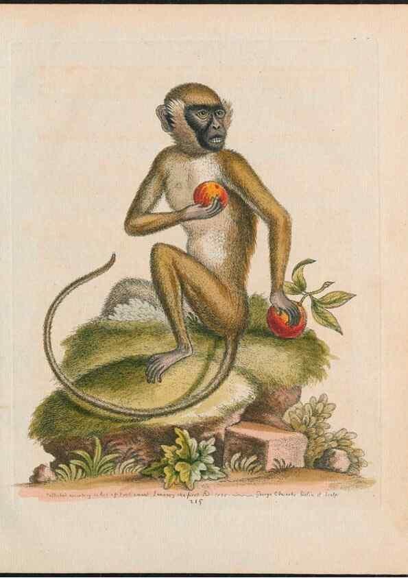 Reproducción/Reproduction 37819664345: Gleanings of natural history, exhibiting figures of quadrupeds, birds, insects, plants &c.... London :Printed for author at the Royal Collage of Physicians,1758-1764.. 