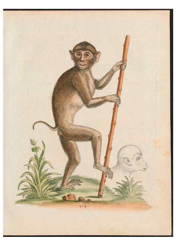 Reproducción/Reproduction 24834569118: Gleanings of natural history, exhibiting figures of quadrupeds, birds, insects, plants &c.... London :Printed for author at the Royal Collage of Physicians,1758-1764.. 