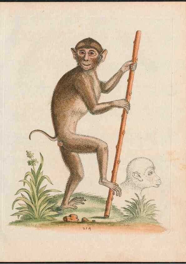 Reproducción/Reproduction 24834569118: Gleanings of natural history, exhibiting figures of quadrupeds, birds, insects, plants &c.... London :Printed for author at the Royal Collage of Physicians,1758-1764.. 
