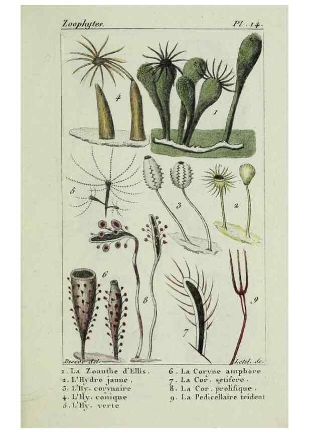 Reproducción/Reproduction 38672627092: Atlas des zoophytes :. Paris :Roret, libraire rue Hautefeuille, au coin de celle du battoir,[18--]. 