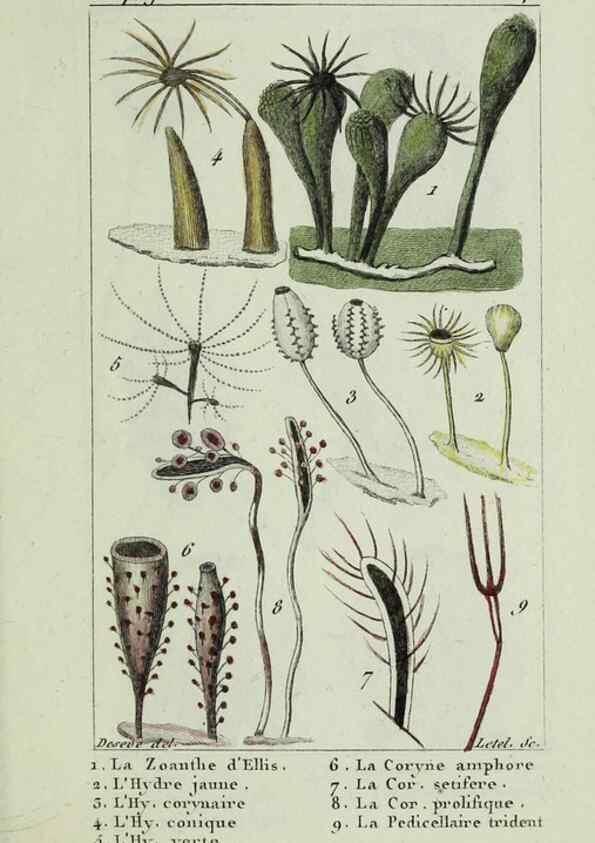 Reproducción/Reproduction 38672627092: Atlas des zoophytes :. Paris :Roret, libraire rue Hautefeuille, au coin de celle du battoir,[18--]. 