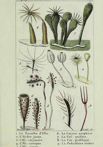 Reproducción/Reproduction 38672627092: Atlas des zoophytes :. Paris :Roret, libraire rue Hautefeuille, au coin de celle du battoir,[18--]. 