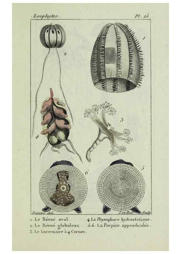 Reproducción/Reproduction 38649020816: Atlas des zoophytes :. Paris :Roret, libraire rue Hautefeuille, au coin de celle du battoir,[18--]. 
