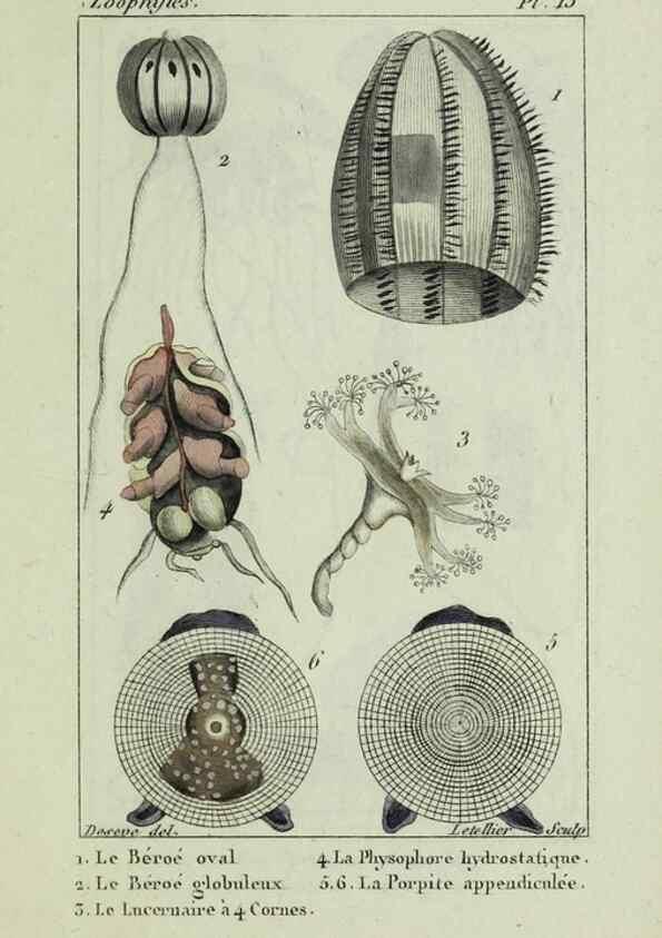 Reproducción/Reproduction 38649020816: Atlas des zoophytes :. Paris :Roret, libraire rue Hautefeuille, au coin de celle du battoir,[18--]. 