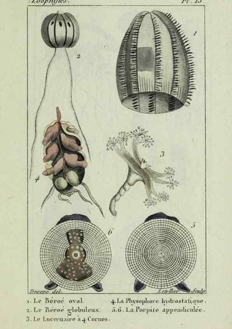 Reproducción/Reproduction 38649020816: Atlas des zoophytes :. Paris :Roret, libraire rue Hautefeuille, au coin de celle du battoir,[18--]. 