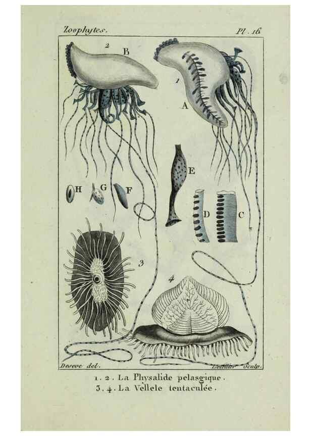 Reproducción/Reproduction 38649023446: Atlas des zoophytes :. Paris :Roret, libraire rue Hautefeuille, au coin de celle du battoir,[18--]. 