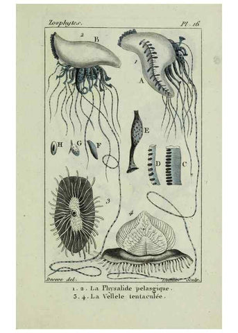 Reproducción/Reproduction 38649023446: Atlas des zoophytes :. Paris :Roret, libraire rue Hautefeuille, au coin de celle du battoir,[18--]. 