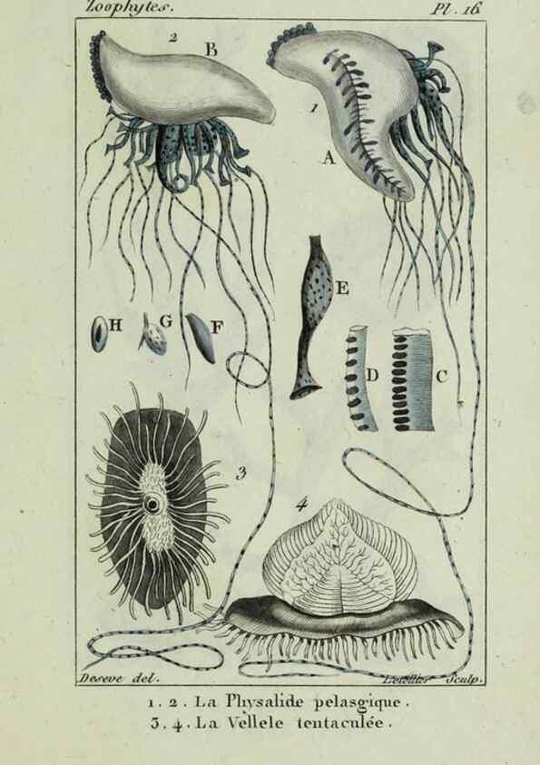 Reproducción/Reproduction 38649023446: Atlas des zoophytes :. Paris :Roret, libraire rue Hautefeuille, au coin de celle du battoir,[18--]. 