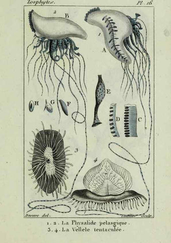 Reproducción/Reproduction 38649023446: Atlas des zoophytes :. Paris :Roret, libraire rue Hautefeuille, au coin de celle du battoir,[18--]. 
