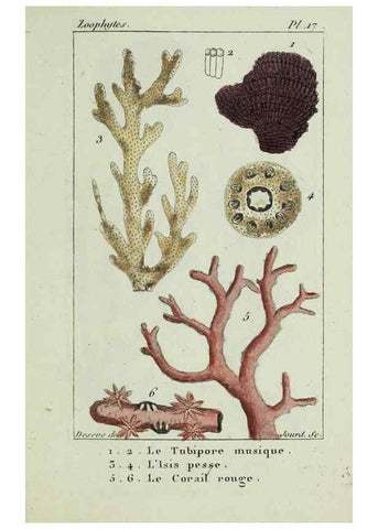 Reproducción/Reproduction 37816814635: Atlas des zoophytes :. Paris :Roret, libraire rue Hautefeuille, au coin de celle du battoir,[18--]. 