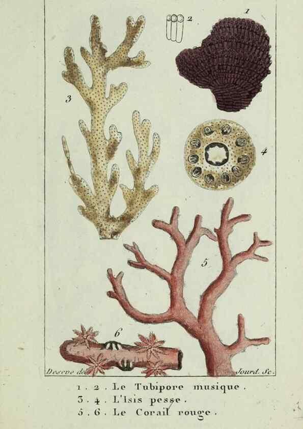 Reproducción/Reproduction 37816814635: Atlas des zoophytes :. Paris :Roret, libraire rue Hautefeuille, au coin de celle du battoir,[18--]. 