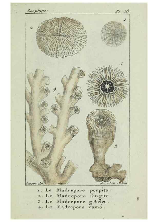 Reproducción/Reproduction 37816818245: Atlas des zoophytes :. Paris :Roret, libraire rue Hautefeuille, au coin de celle du battoir,[18--]. 