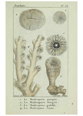 Reproducción/Reproduction 37816818245: Atlas des zoophytes :. Paris :Roret, libraire rue Hautefeuille, au coin de celle du battoir,[18--]. 