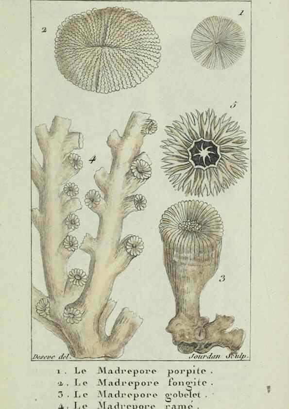Reproducción/Reproduction 37816818245: Atlas des zoophytes :. Paris :Roret, libraire rue Hautefeuille, au coin de celle du battoir,[18--]. 