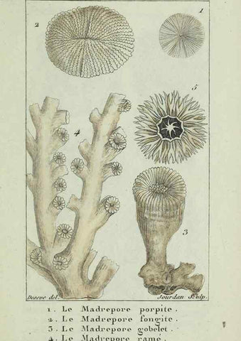 Reproducción/Reproduction 37816818245: Atlas des zoophytes :. Paris :Roret, libraire rue Hautefeuille, au coin de celle du battoir,[18--]. 