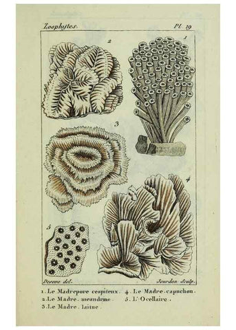 Reproducción/Reproduction 24832071648: Atlas des zoophytes :. Paris :Roret, libraire rue Hautefeuille, au coin de celle du battoir,[18--]. 