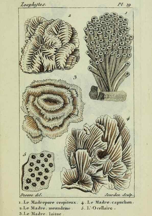 Reproducción/Reproduction 24832071648: Atlas des zoophytes :. Paris :Roret, libraire rue Hautefeuille, au coin de celle du battoir,[18--]. 