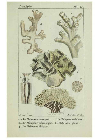 Reproducción/Reproduction 37816826665: Atlas des zoophytes :. Paris :Roret, libraire rue Hautefeuille, au coin de celle du battoir,[18--]. 