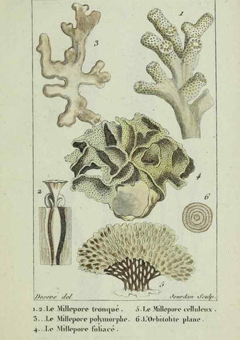 Reproducción/Reproduction 37816826665: Atlas des zoophytes :. Paris :Roret, libraire rue Hautefeuille, au coin de celle du battoir,[18--]. 