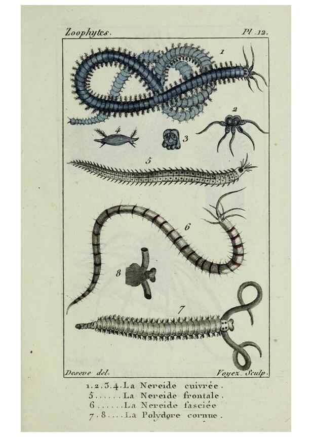 Reproducción/Reproduction 26928949779: Atlas des zoophytes :. Paris :Roret, libraire rue Hautefeuille, au coin de celle du battoir,[18--]. 